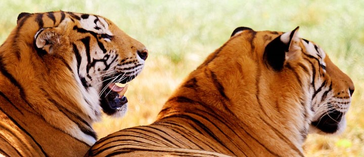 What Do Tigers Eat? - Cat Tales Wildlife Center