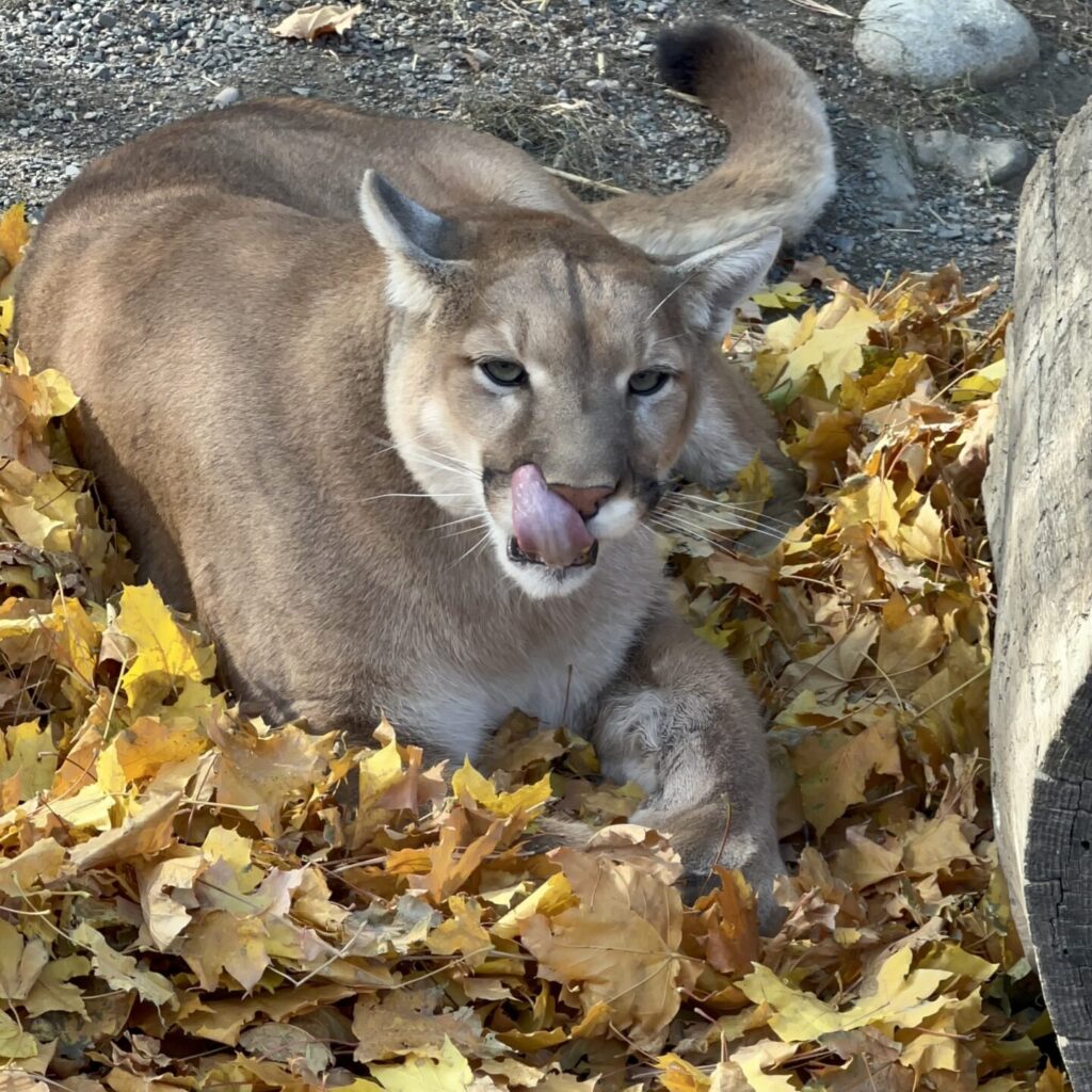 large brown cat lying in yellow leaves